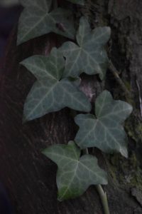 Ivy in Sorrento, 2025