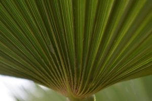 Palm Leaf in Baveno, Italy, 2025